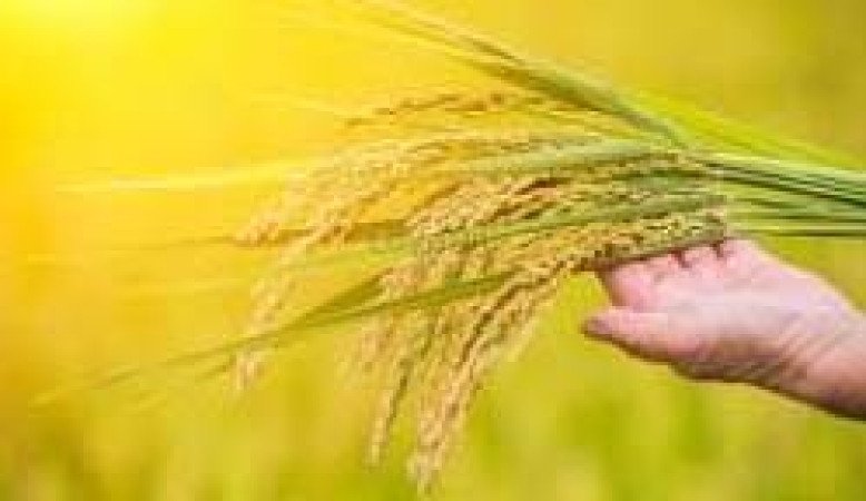 খরিফ-১ (আউশ) বাংলাদেশ কৃষিখাতের একটি সম্ভাবনাময় মৌসুম