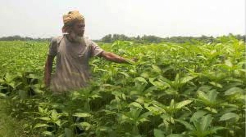 অর্গানিক পদ্ধতিতে পাট চাষে কৃষকের সফলতা, খুলছে রপ্তানির নতুন দুয়ার
