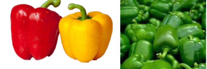 মিষ্টি মরিচ চাষ: রপ্তানীর সম্ভাবনার নাম