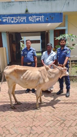 চাঁপাইনবাবগঞ্জে নাচোলে  চুরি যাওয়া গরু উদ্ধার, গ্রেফতার এক