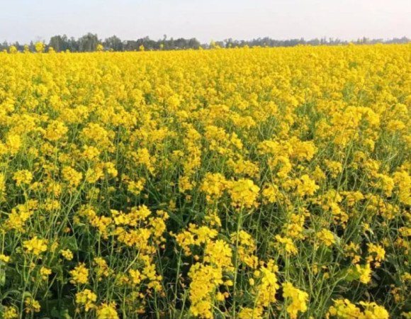 শ্রীপুরে সরিষার বাম্পার ফলন, লক্ষ্যমাত্রা ছাড়ালো আবাদ