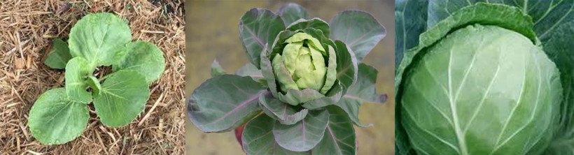 বাঁধা কপি (Brassica oleracea var capitate)