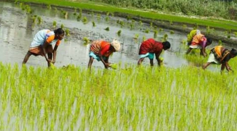 ঘন কুয়াশা ও শৈত্যপ্রবাহে বিপর্যস্ত বোরো বীজতলা