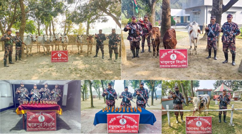 বিজিবির অভিযানে চাঁপাইনবাবগঞ্জ সীমান্তে ১১টি ভারতীয় গরু ও মদ জব্দ