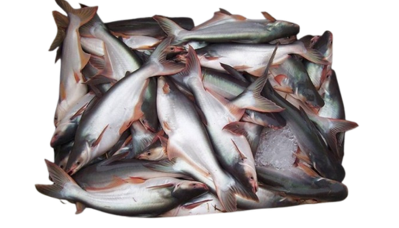 পাঙ্গাস মাছের চাষ পদ্ধতি