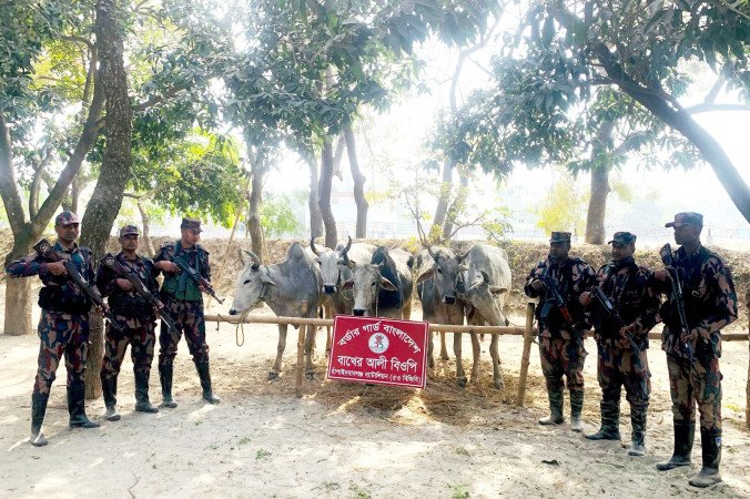 চাঁপাইনবাবগঞ্জ সীমান্তে  ৫৩ বিজিবি পৃথক অভিযানে ভারতীয় নেশাজাতীয় সিরাপ ও গরু জব্দ করেছে