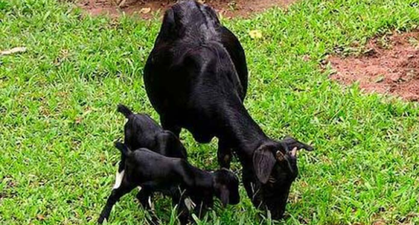 দেশি (ব্ল্যাক বেঙ্গল) ছাগল খামার