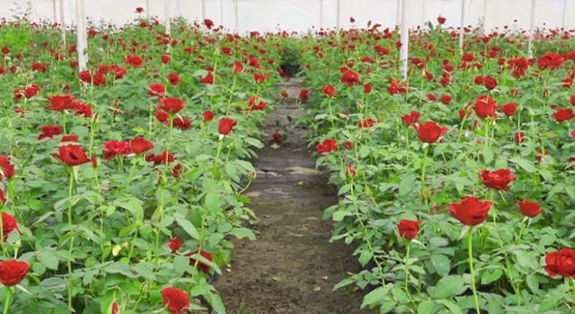 গোলাপ চাষ