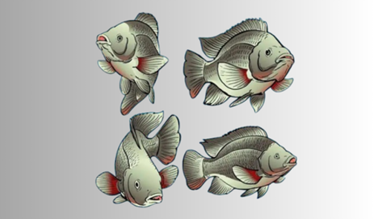 তেলাপিয়া মাছ চাষ পদ্ধতি