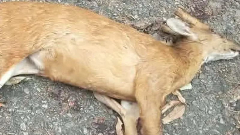 বন ছেড়ে লোকালয়ে মায়া হরিণ: ক্ষুধার তৃষ্ণা মিটল কুকুরের থাবায়