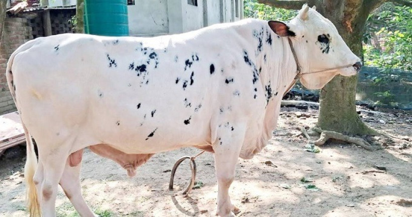 চাঁপাইনবাবগঞ্জের ‘নবাব’, প্রতিদিন খায় ১৫ কেজি খাবার