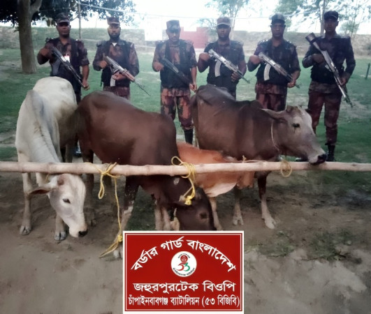 চাঁপাইনবাবগঞ্জ সীমান্তে ৫৩ বিজিবির অভিযানে ভারতীয় গরু জব্দ