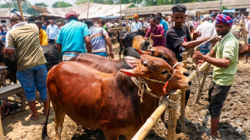 ঠাকুরগাঁওয়ে কোরবানির পশুর উদ্বৃত্ত জোগান: খামারিদের চোখে লাভের স্বপ্ন, মনে খাদ্যের অগ্নিমূল্যের আতঙ্ক