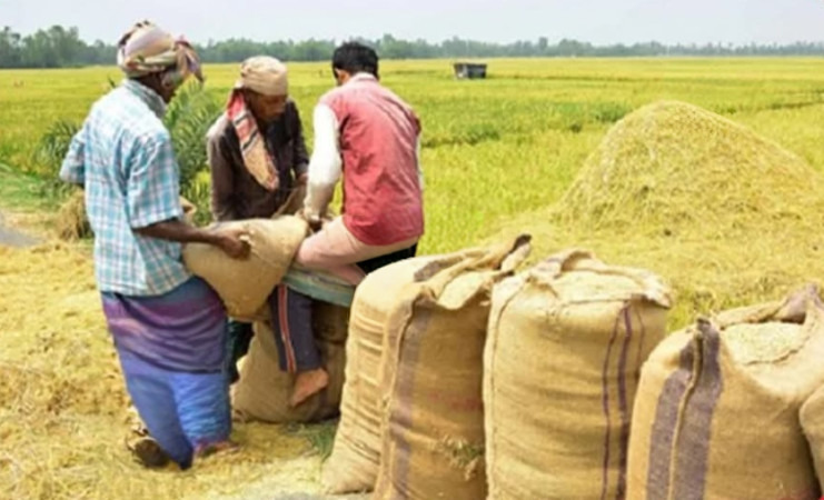 কেশবপুরে ধান সংকটে কৃষক ---  শ্রমিক সংকট, কম দাম ও আবহাওয়ার চাপে চরম লোকসান
