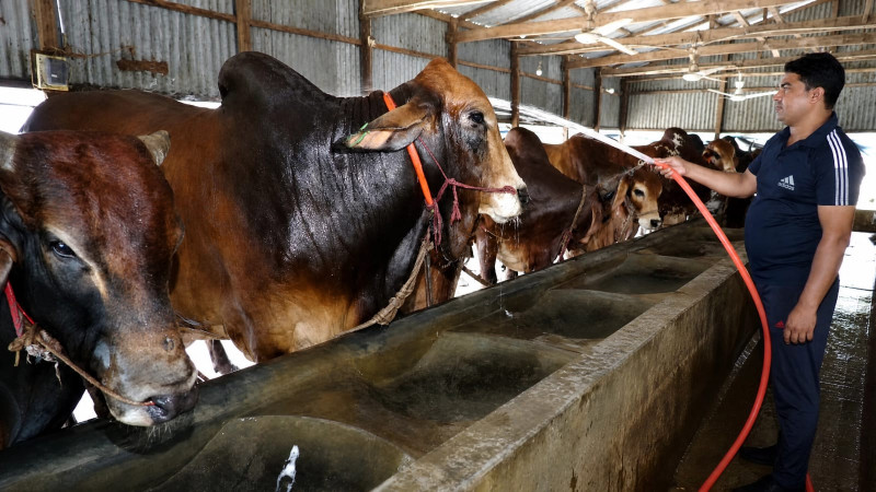 ​সিরাজগঞ্জের খামারে ‘বাহাদুর-কালা মানিকদের’ রাজত্ব: পরম মমতায় প্রস্তুত ৩৫০ কোটির কোরবানির পশু