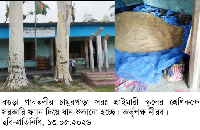 বগুড়ার গাবতলীর সুখানপুকুর  সরঃ স্কুলে   সরঃ ফ্যান দিয়ে ধান শুকানোর অভিযোগ