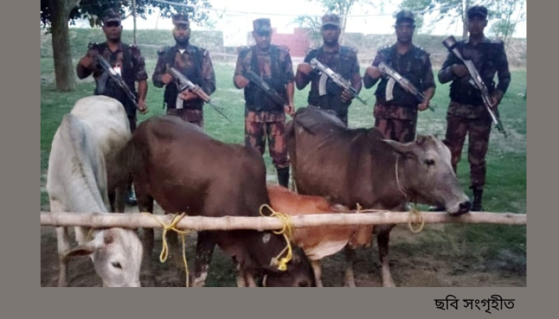চাঁপাইনবাবগঞ্জ সীমান্তে ৫৩ বিজিবির পৃথক অভিযানে ভারতীয় গরু জব্দ*