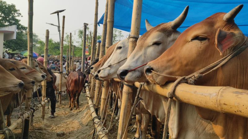 চাঁপাইনবাবগঞ্জে কোরবানির জন্য প্রস্তুত ২ লাখের বেশি পশু