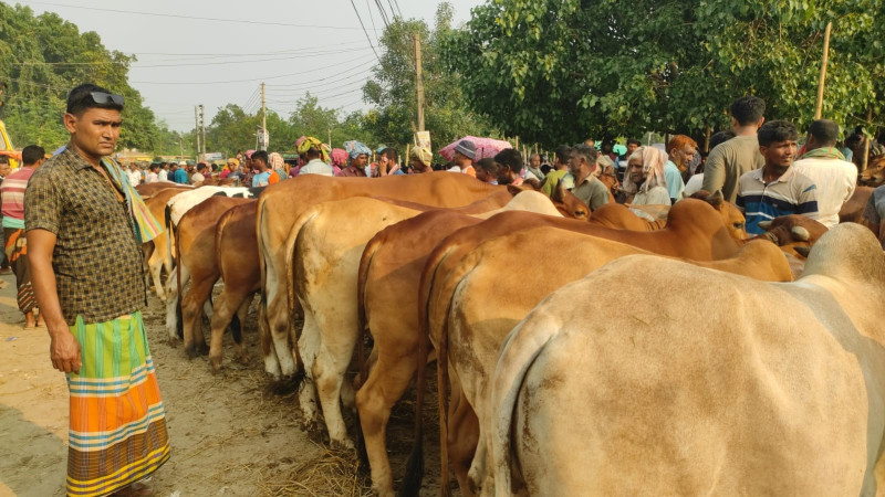 চাহিদার চেয়ে প্রায় ৫৯ হাজার বেশি পশু প্রস্তুত, ব্যস্ত সময় পার করছেন খামারিরা