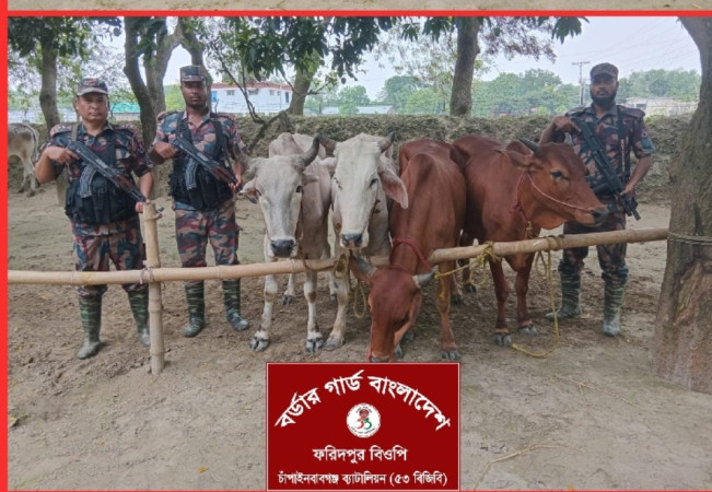চাঁপাইনবাবগঞ্জ সীমান্তে ৫৩ বিজিবি ৭৩  লাখ টাকার ভারতীয় মদ ও গরু আটক করেছে