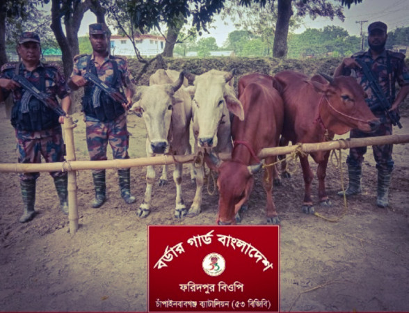 চাঁপাইনবাবগঞ্জ সীমান্তে ৫৩ বিজিবির পৃথক অভিযানে ভারতীয় মদ ও ১৪টি গরু জব্দ
