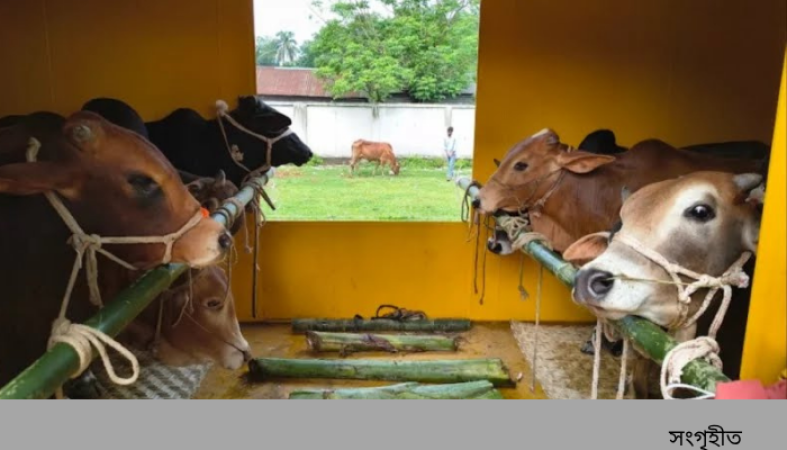 ক্যাটল ট্রেনের স্বস্তির যাত্রা: ঢাকার পশুর হাটে যাচ্ছে জামালপুরের ১২০০ গরু