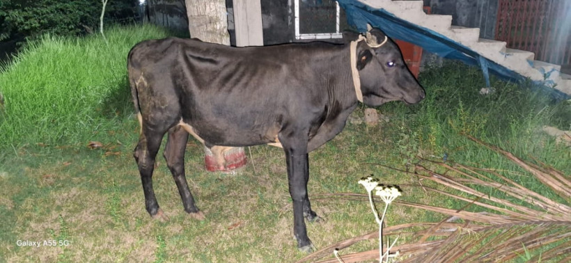 চোরের দায়ে পুলিশ হেফাজতে অবলা গরু!