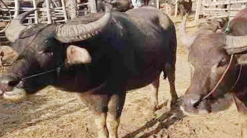 পশুর হাটে মহিষের তাণ্ডব: দেওয়ানগঞ্জে দুই ক্রেতার করুণ মৃত্যু, এলাকায় শোকের ছায়া