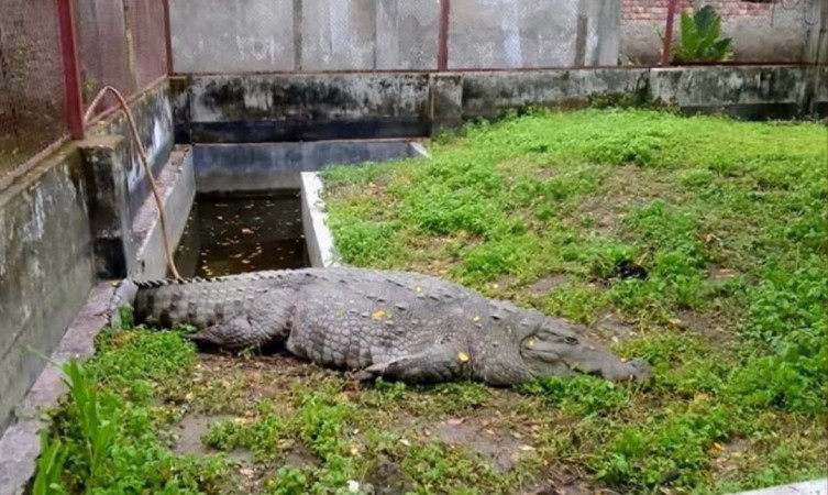 ১৯ দিন ধরে অনাহারে খানজাহান আলী দীঘি মাজারের কুমির
