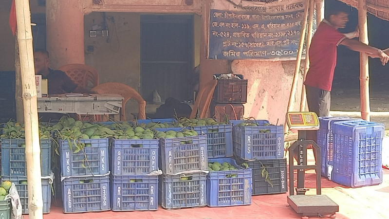 চাষিদের নাভিশ্বাস: আমের রাজধানী চাঁপাইনবাবগঞ্জে খরচের চেয়েও কম দামে বিক্রি