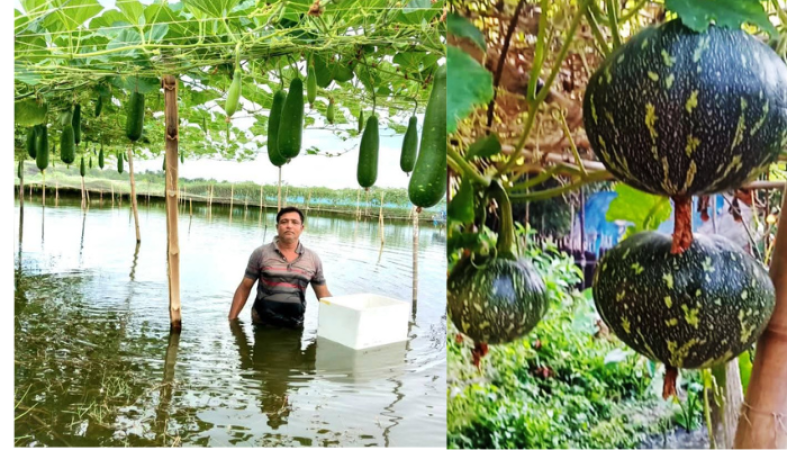 ঘেরের আইলে সবজি, পানিতে মাছ—এক জমিতেই দুই আয়