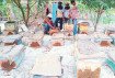 কয়রায় মৌবাক্সভিত্তিক মধু চাষে নতুন সম্ভাবনা