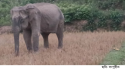 কন্যার কান্না অরণ্যে, শেষ নিঃশ্বাস ছাড়ল ক্ষুধার্ত মা হাতি