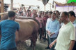 চাহিদার চেয়ে বেশি পশু, সীমান্ত পাহারায় বিজিবি: নির্বিঘ্ন কোরবানির প্রস্তুতি গাবতলী হাটে