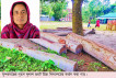 সুন্দরগঞ্জে ভারপ্রাপ্ত প্রধান শিক্ষকের বিরুদ্ধে গাছ কর্তন সহ অর্থ আত্মসাতের অভিযোগল